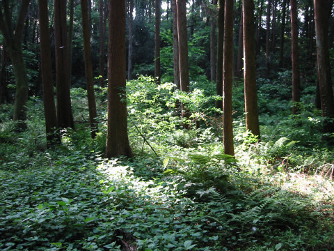 北欧の森 緑区三保町住人